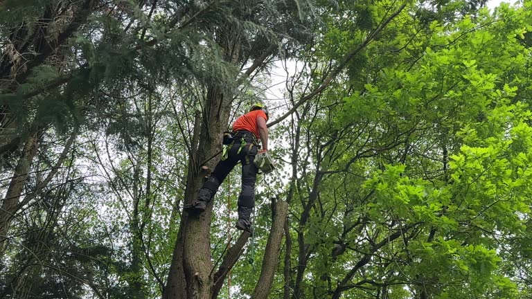 Best Fruit Tree Pruning  in Richfield, WI